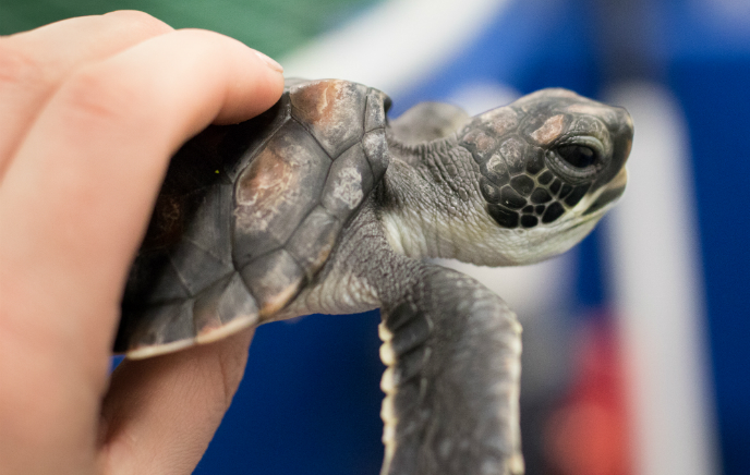 Gatto-Green-Turtles-IMG_8223-690×435