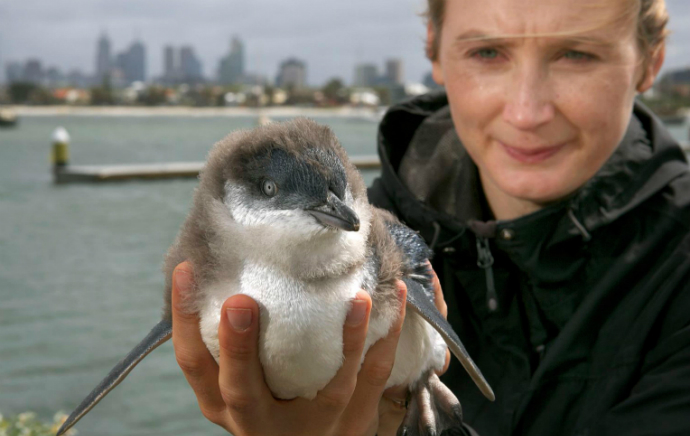 MastersPenguin690-435